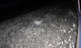 Cá chạch lấu giống nuôi trong bồn cao su chết hàng loạt