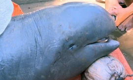  Ngư dân bắt được cá lạ nặng 150 kg trên sông Cổ Chiên 