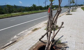 Hàng trăm nắp cống trên tuyến đường đẹp nhất đảo Phú Quốc bị trộm cắp