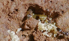 Tinh chất trong trứng kiến gai đen giúp tăng cường sức khỏe (Ảnh Internet)