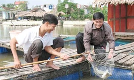 Kỹ thuật nuôi thương phẩm cá chẽm trong