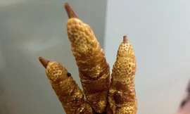 Hà Nội: Bắt giữ hơn 1 tấn chân gà chiên không rõ nguồn gốc 