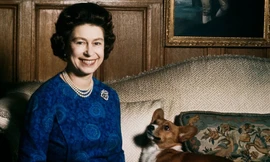 Bầy Corgi của Nữ hoàng Elizabeth thì nổi tiếng quá rồi, nhưng có những điều bạn chưa biết