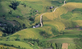 Một phần cánh đồng Cao Phạ nhìn từ đỉnh đèo Khau Phạ mùa lúa chín. Ảnh: Trường Phong