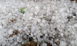 Mưa đá làm rụng hơn 150 ha mận, xoài của nông dân Yên Châu