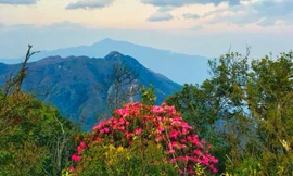 Hoa cổ thụ đỗ quyên khoe sắc trên đỉnh Hoàng Liên Sơn.
