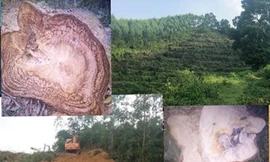 Hàng chục nghìn m2 rừng phòng hộ bị máy xúc san ủi thành bãi đất trống, nhiều cây cổ thụ bị đốn hạ.