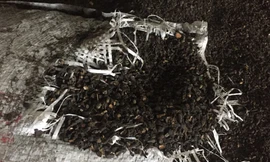 Trộn phế phẩm cà phê nhuộm pin vào tiêu để kiếm lời