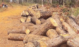 Rừng thông bị chặt hạ tràn lan tại bon Bu Koh