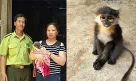 Chị Đào Thị Thanh giao voọc chà vá chân đen cho kiểm lâm