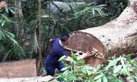 Nhiều thân gỗ khổng lồ bị đốn hạ xẻ sập cách địa điểm 12 thân gỗ dổi bị đốn hạ khoảng 1km