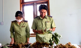 Số lượng sâm Ngọc Linh giả được cơ quan chức năng phát hiện.