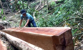 Gỗ bị khai thác trái phép do phóng viên báo Tiền Phong phát hiện 