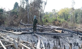 Đắk Nông: Để mất rừng, nhiều lãnh đạo huyện bị kỷ luật