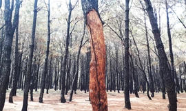 Rừng thông khoảng 40 năm bị róc vỏ