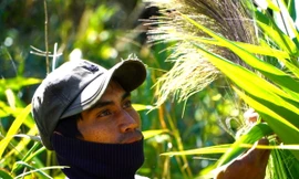 Anh Kim (27 tuổi, dân tộc Ba Na, ở xã Hra, huyện Mang Yang, Gia Lai) phải bịt mặt, đội mũ để hái đót