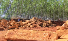 Mỏ đá cây cách trụ sở UBND xã Ia Pnôn, huyện Đức Cơ, Gia Lai khoảng 3km