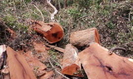 Gỗ quý bị chặt hạ tại VQG Yok Đôn