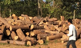 Gỗ rừng thông cộng đồng bon Bu Koh bị chặt hạ trái phép