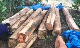 Bãi tập kết gỗ lậu