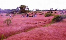 Việc triển khai dự án tổ hợp sân golf Đắk Đoa vẫn giữ lại được 8 ha đồi cỏ hồng? - Ảnh: Báo Đất Việt