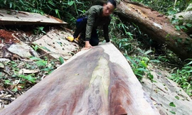 Một lóng gỗ lớn bị lâm tặc bỏ lại giữa cánh rừng thuộc xã Sơn Lang