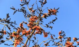 Với người dân tộc Ja Rai, hoa mlah còn được ví như vẻ đẹp của các sơn nữ ngây thơ, tươi tắn