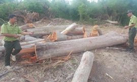 Kiểm lâm đo đạc khối lượng gỗ bị chặt hạ