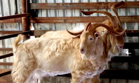 Những con dê đực to khoẻ được lựa chọn để nhân giống