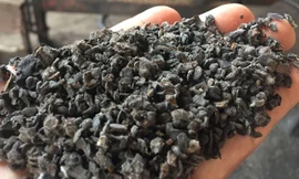 Phế phẩm nhuộm pin dùng để trộn tiêu tại cơ sở của Loan