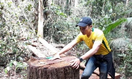 Hiện trường lâm tặc phá rừng trái phép trên địa bàn xã Đắk Ruồng