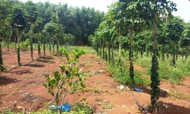 Đất rừng bị lấn chiếm để trồng cây ăn trái