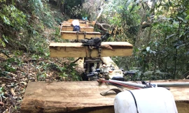 Những lóng gỗ trên xe của các đối tượng khai thác lâm sản trái phép