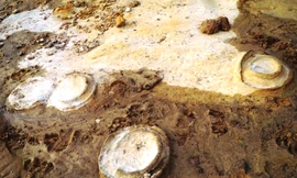  Các hoá thạch cúc đá (ảnh Nguyễn Quang Tuệ)