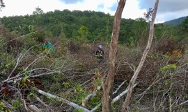 Hiện trường vụ phá rừng