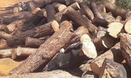 Lợi dụng dọn rừng, chặt hạ gần 400 cây thông xanh tươi