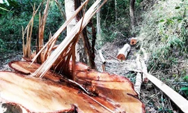 Một vụ phá rừng xảy ra trên địa bàn huyện Ia Grai