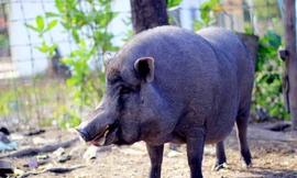 Con lợn đực được người dân nuôi nhiều năm mọc nanh như lợn rừng