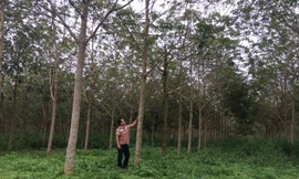 Đất công được cấp sổ đỏ cho bà Thoại đã được trồng cao su