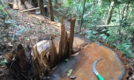 Cây gỗ vừa bị cắt hạ còn ứa nhựa