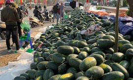 Bị công an xử phạt vì hoang tin 4 người tự tử 'vì dưa'