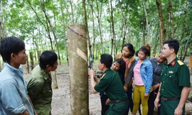 Cán bộ Binh đoàn 15 hướng dẫn bà con dân tộc thiểu số cạo mủ cao su