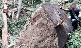 Gia Lai: Đi mua phân bò 'tiện thể' phá luôn rừng