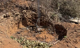 Hiện trường cây khế cổ thụ bị đào bới.