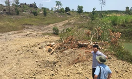 Bí hiểm nguồn gốc 3 cây 'siêu khủng'