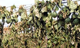 Hiện trường vụ hơn 2.000 gốc chanh dây bị kẻ gian phá hoại