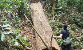 Nhiều lóng gỗ lớn nằm rải rác tại cánh rừng xã Chư Đăng Ya