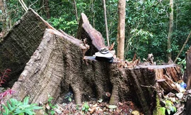 Thân gỗ “khủng” nằm ngoài hồ sơ kiểm đếm của ngành chức năng
