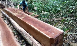 Hiện trường một vụ khai thác lâm sản trái phép ở Kon Tum