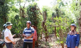 Nhiều người dân bức xúc phản ánh với phóng viên việc chính quyền huyện Chư Sê chậm bồi thường